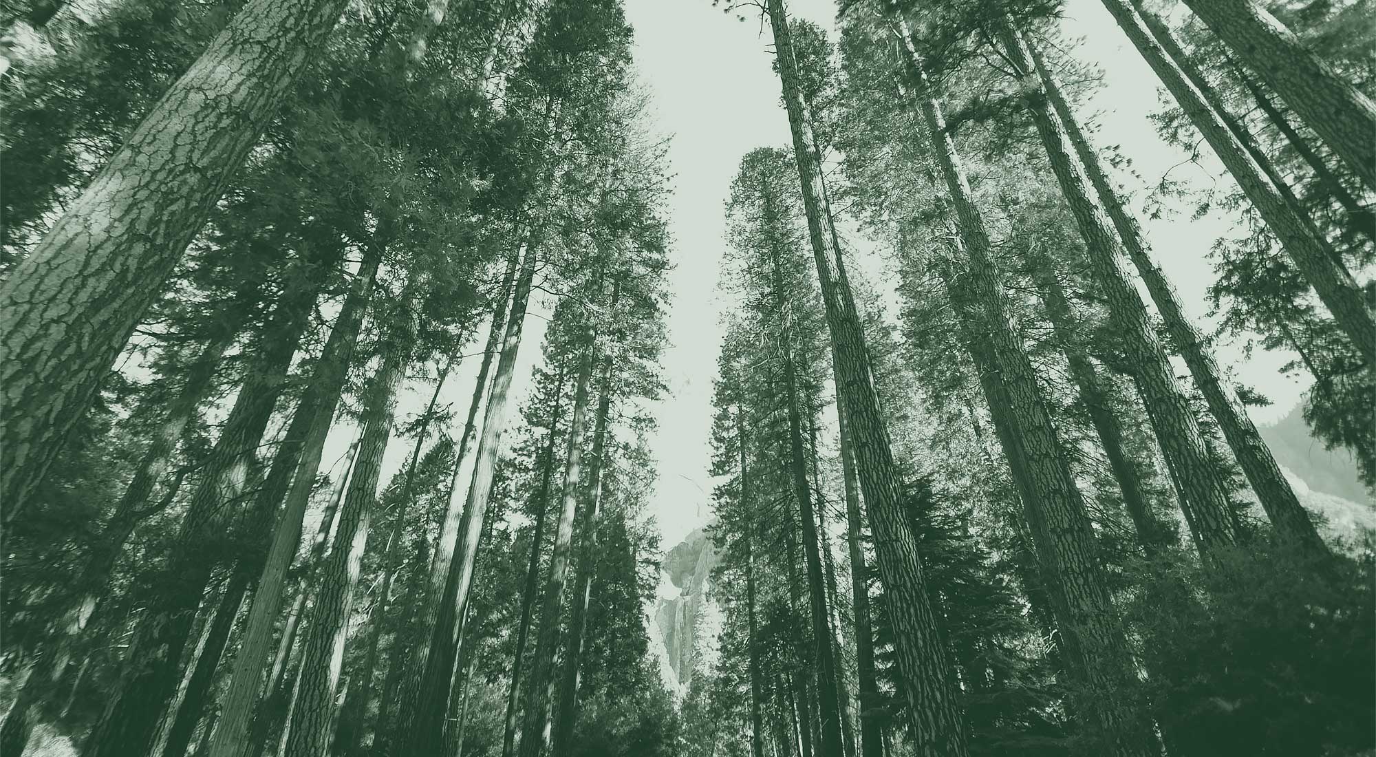 The Local Forests Global Hero Image Showing The Progression From Desert To Dense Forest