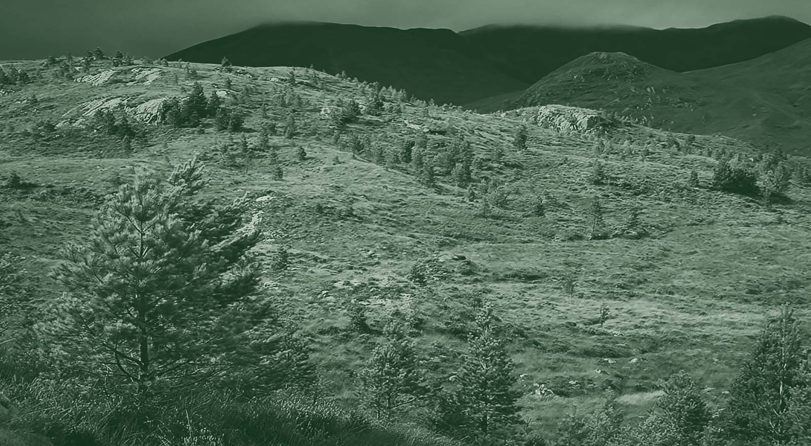 Caladonian Forestation Story Cover Image