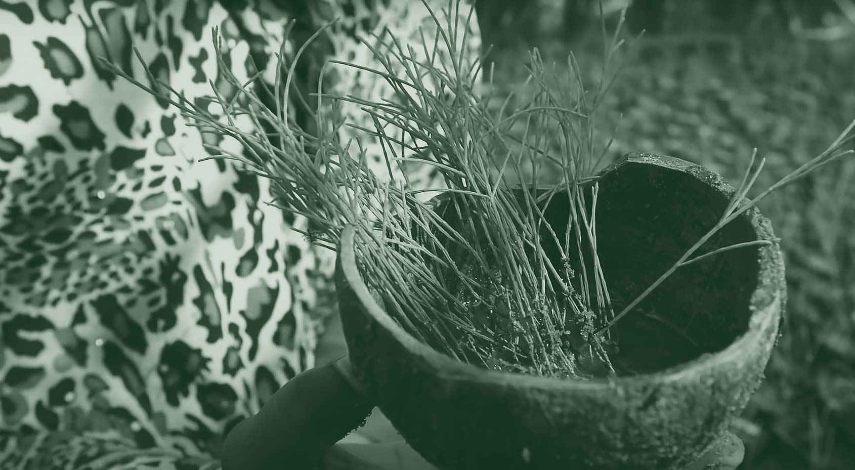 Kokota Reforestation Story Cover Image