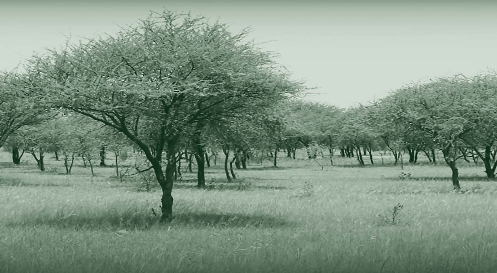 Lilengo Reforestation Story Cover Image