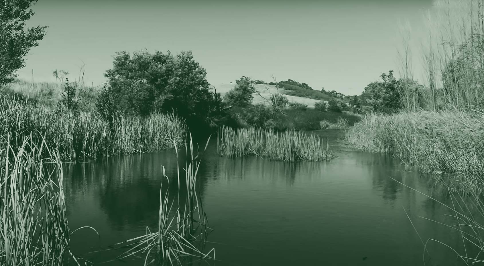 Peter Andrews Forestation Story Cover Image