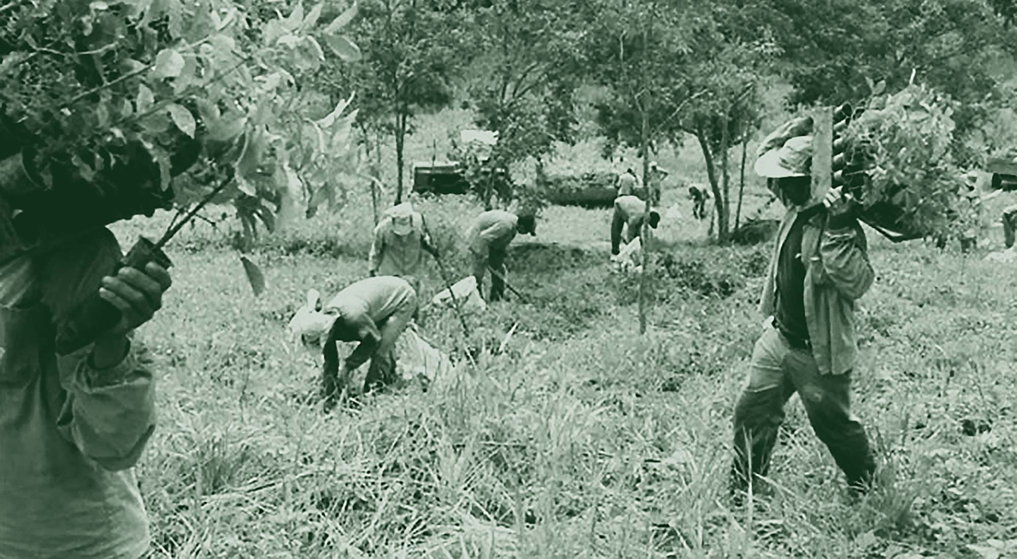 Salgado Forestation Story Cover Image